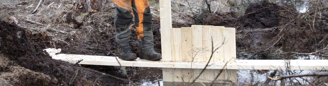 Nedsättning av plank till plugg i dike för att återväta dikad torvmark.